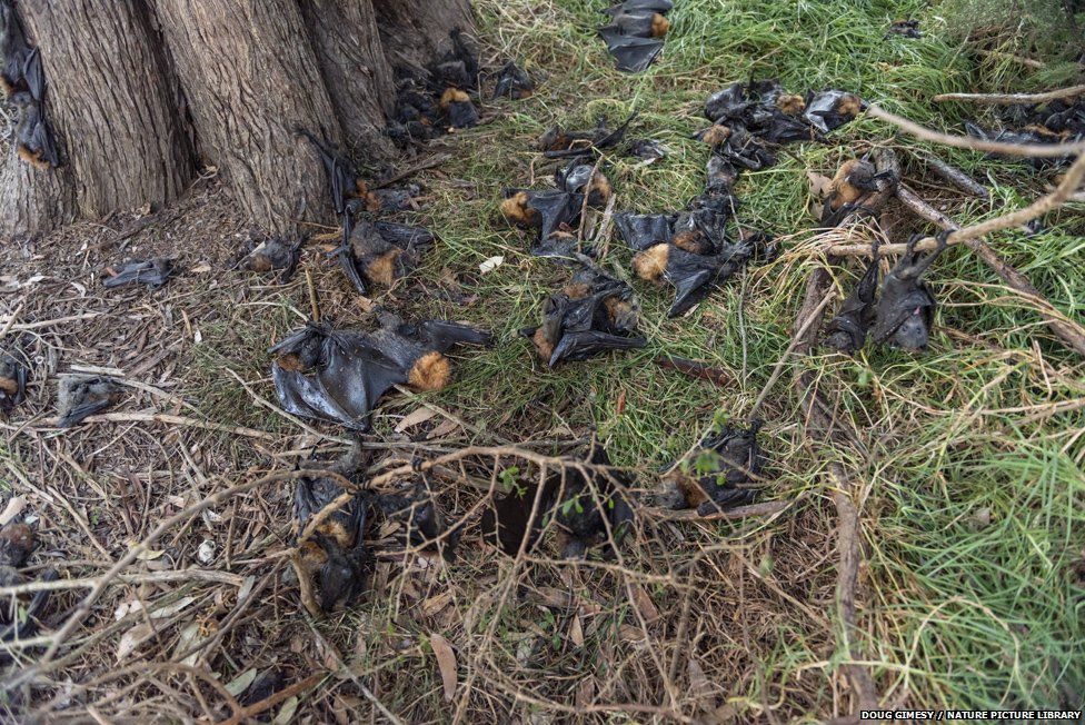 Dead flying foxes having fallen from the trees