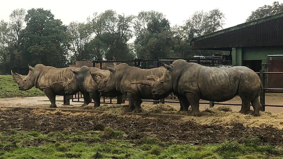 Southern white rhinos, Whipsnade