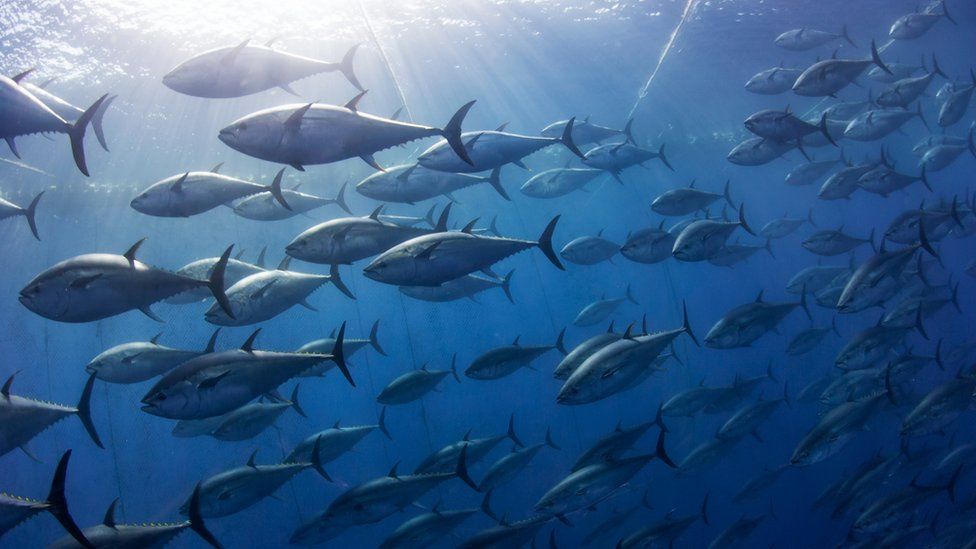 Guernsey considers establishing bluefin tuna fishery - BBC News