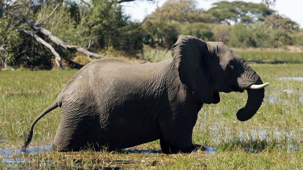 Elephant at the Okavango Delta