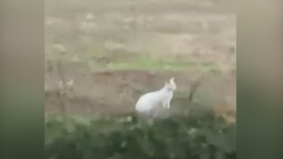 The white wallaby