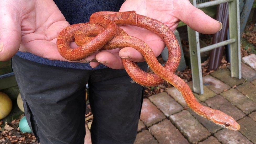 The rescued corn snake