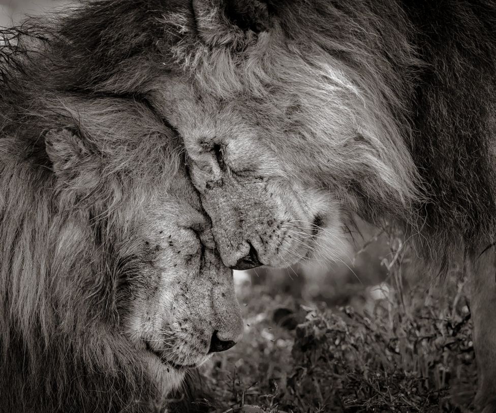wildlife-photographer-of-the-year-bbc-newsround