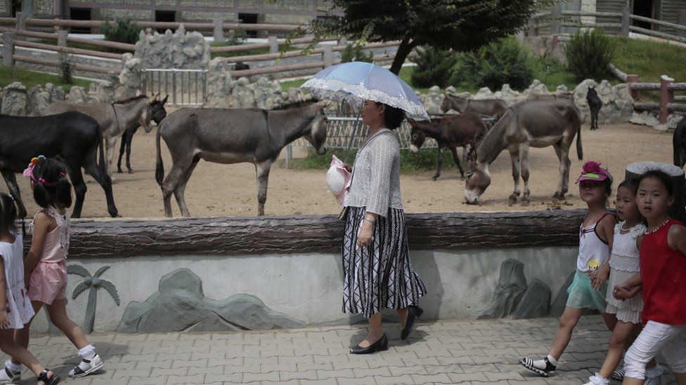 A North Korean woman walks past by a donkey pen at the newly opened Pyongyang Central Zoo in Pyongyang, North Korea, Tuesday, Aug. 23, 2016.