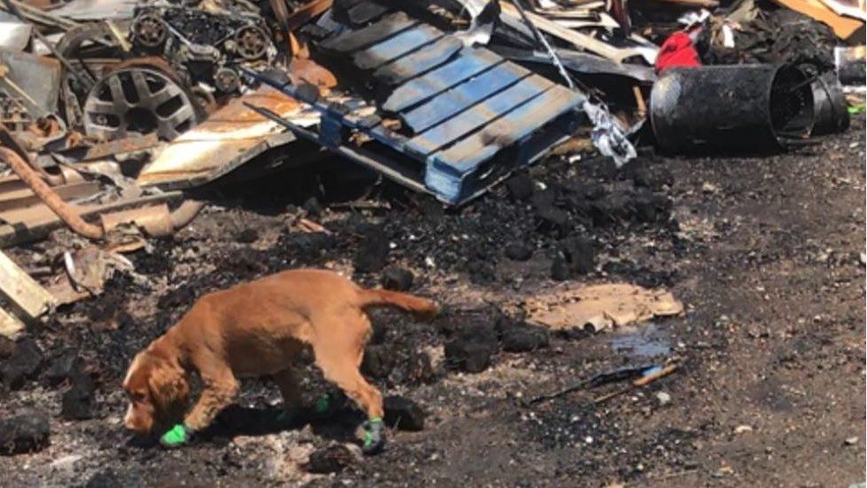 Fizz the fire dog sniffing through remnants of a burned scene.