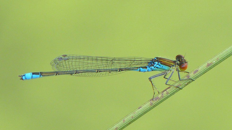 Small red-eyed damselfly