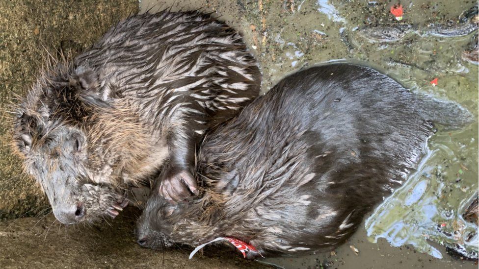 Two beavers lying in dirty water