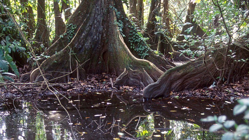 Floodplain in Amazon rain forest