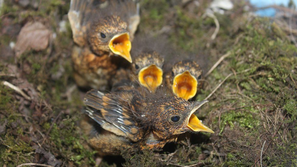 Robin chicks survive 192mile (309km) trip from Liverpool to