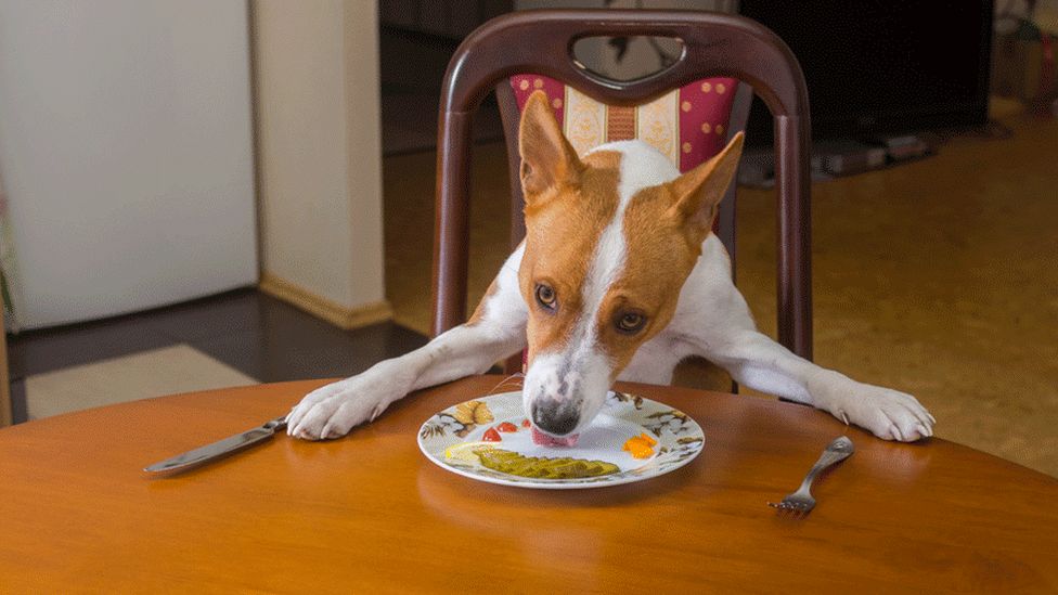 A dog sitting at the dining table