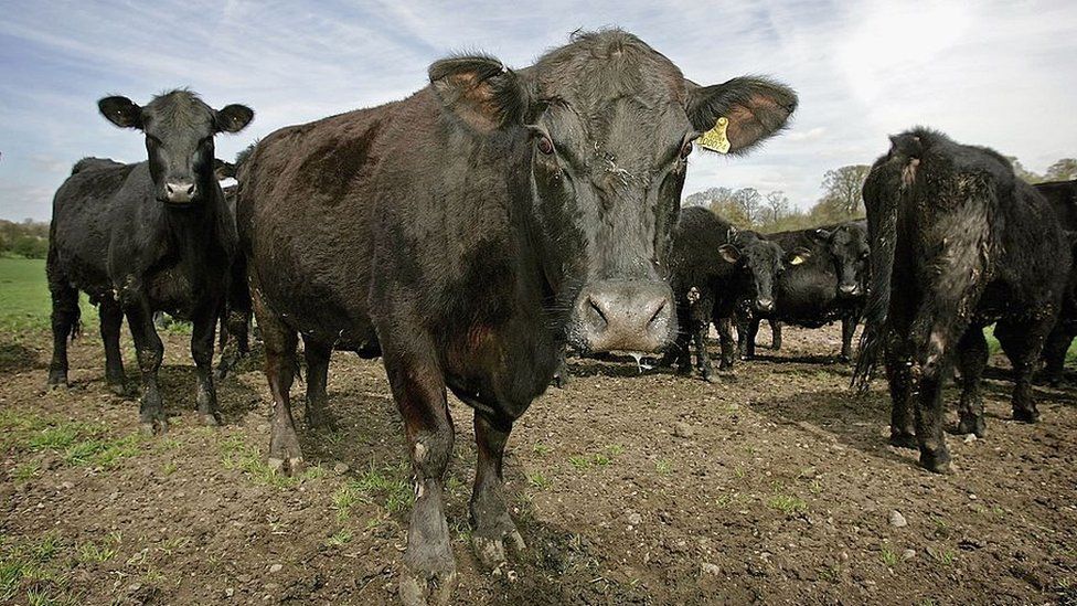 Aberdeen Angus beef cattle