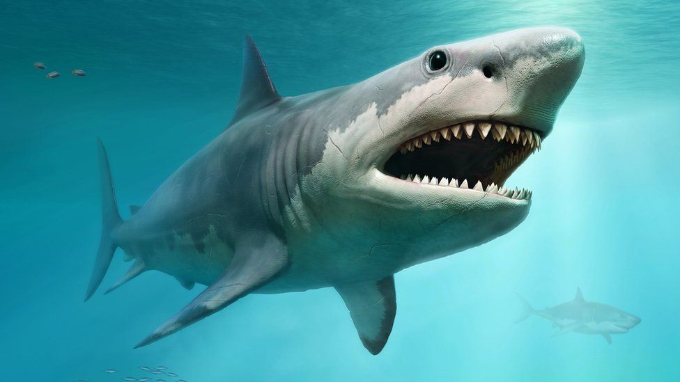 Megalodon artist's impression