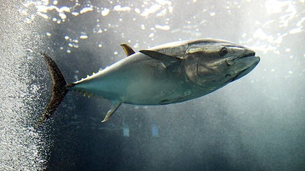 A tuna fish swims in a large tank