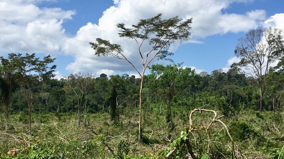 Football Pitch Of Amazon Forest Lost Every Minute c News