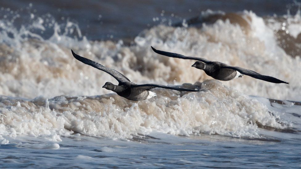 A pair of Brent Goose