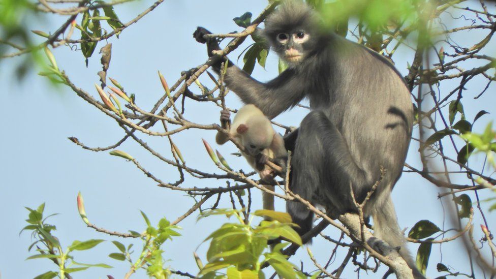 Newly discovered primate 'already facing extinction' - BBC News