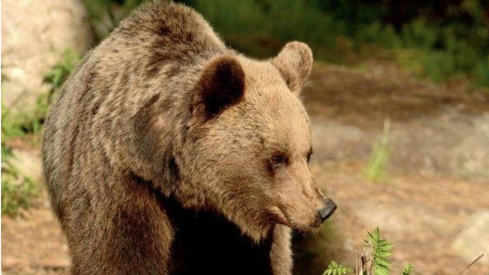 File pic of a bear in the Trentino province of Italy