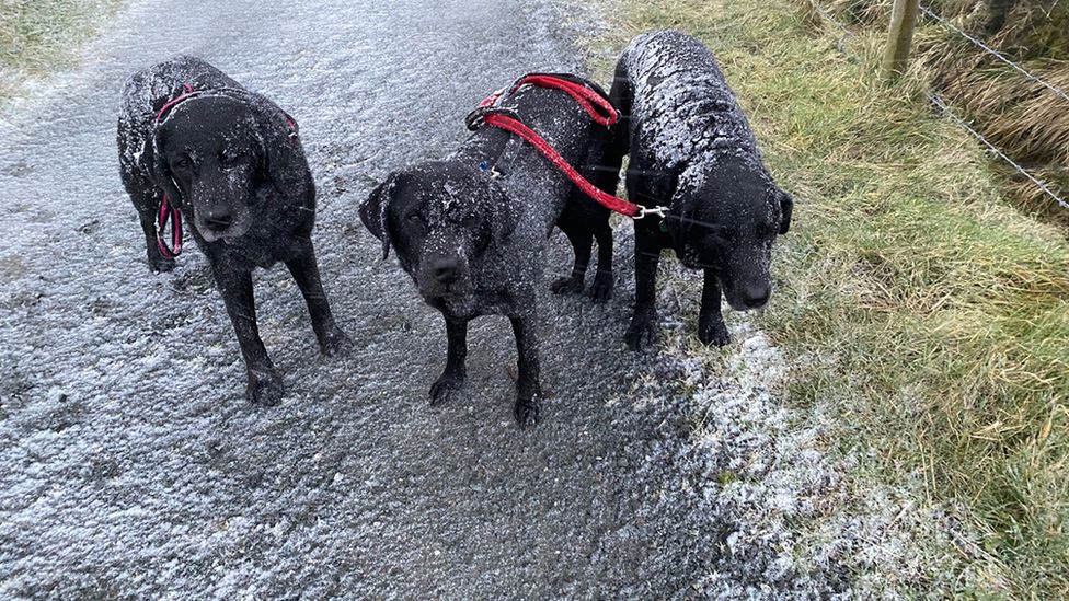 Dogs at Slievenacloy Nature Reserve
