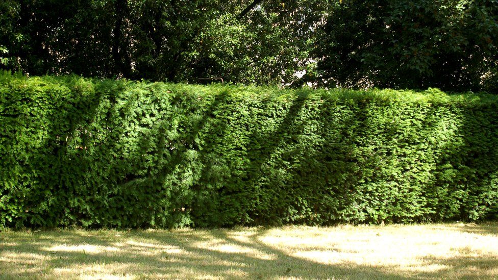 A hedge