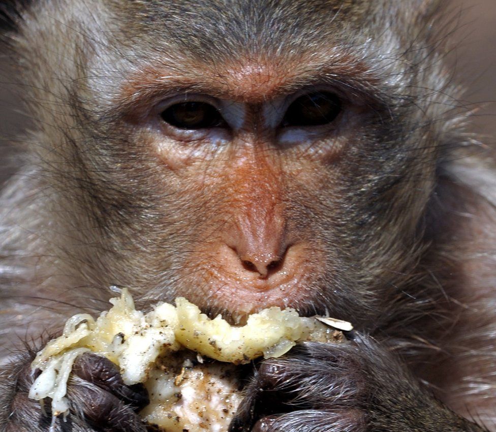 A monkey eats durian at an ancient temple in Thailand