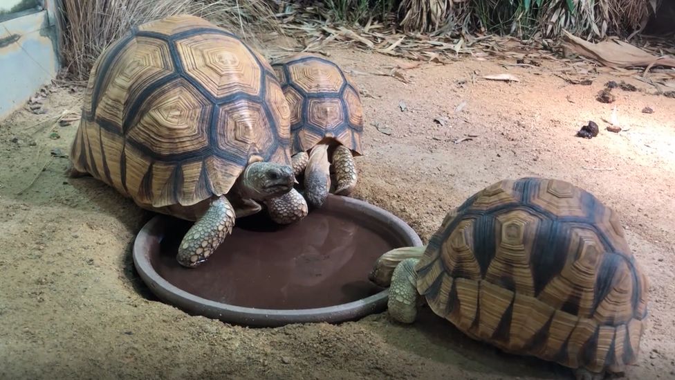 Ploughshare tortoises at Jersey Zoo