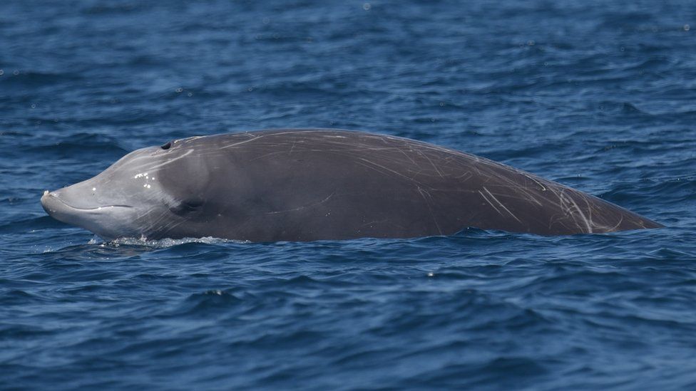 Mysterious beaked whale smashes mammal diving record - BBC News