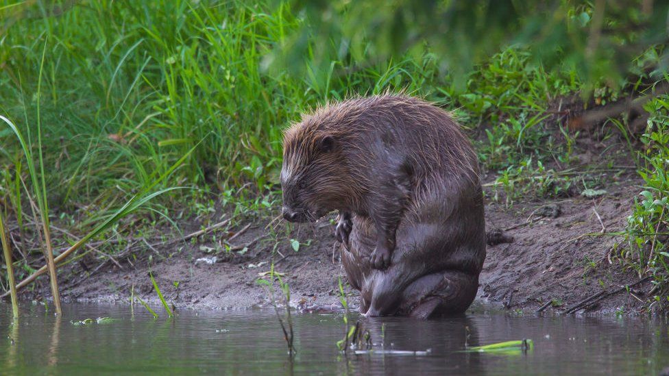 Beaver on a riverbank