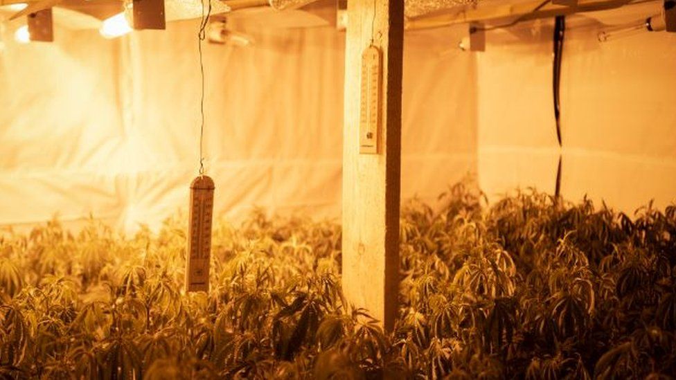 Three Arrested After More Than 5000 Cannabis Plants Found In Raid Bbc News 0117