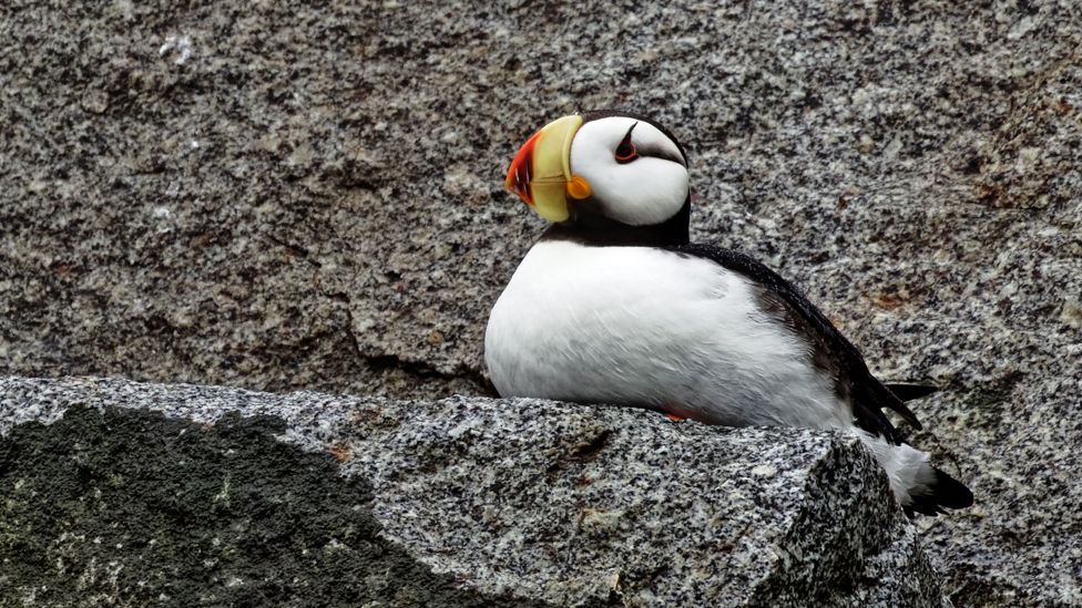 Puffin on cliff