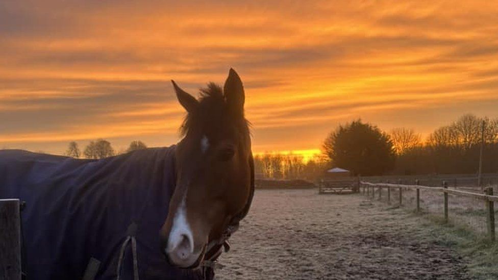 A horse stood in a field with a yellowy sunrise behind it