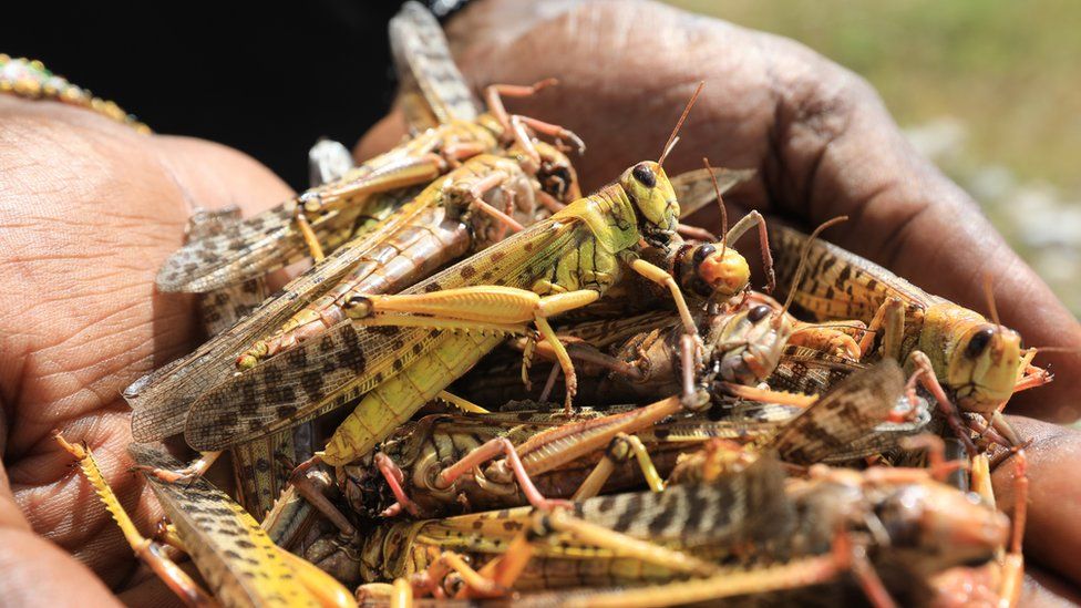 A tourist guide holds a handful of dead locusts in northern Kenya