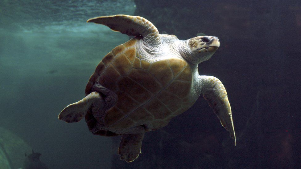 Loggerhead turtle