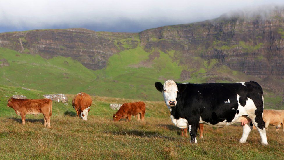 Cattle on Skye