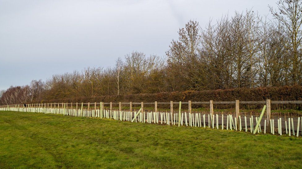 A line of newly-planted trees at the side of a field
