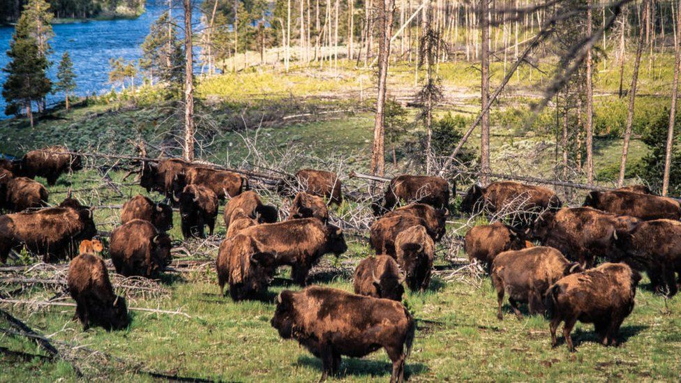 Bison Attacks Woman At Yellowstone National Park Bbc News