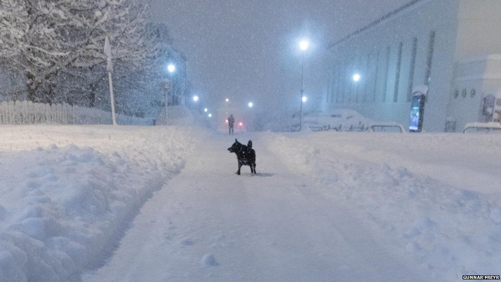 This is a photo of a Dog out in the streets during the snowfall.