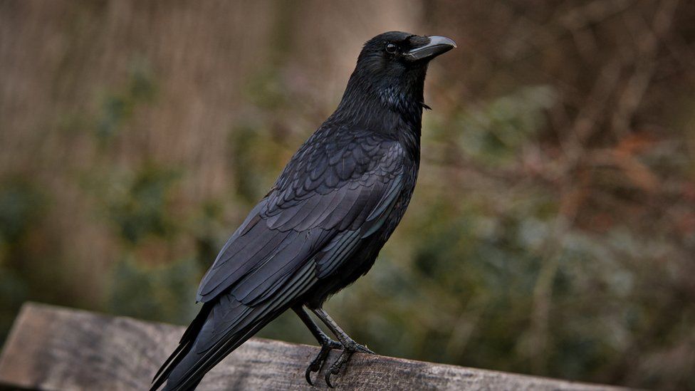 Litter-picking crows in Sweden and other clever birds - BBC Newsround