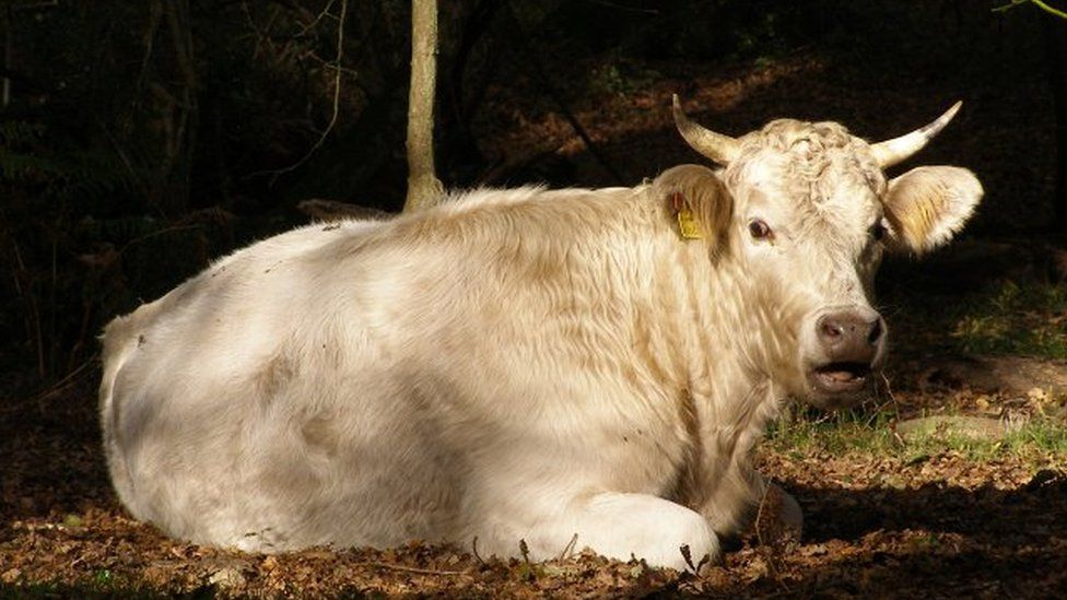 Cow in Eyeworth Wood, New Forest