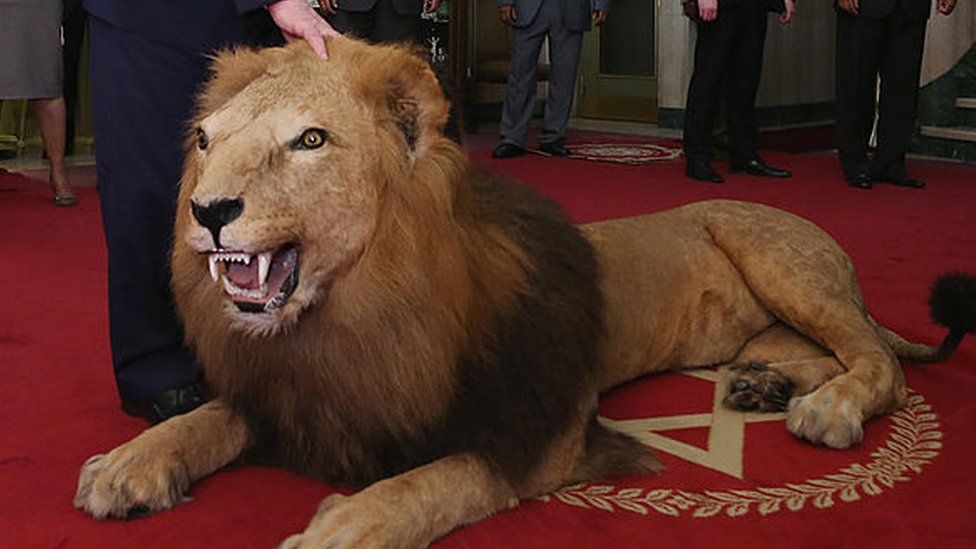 A stuffed lion on display