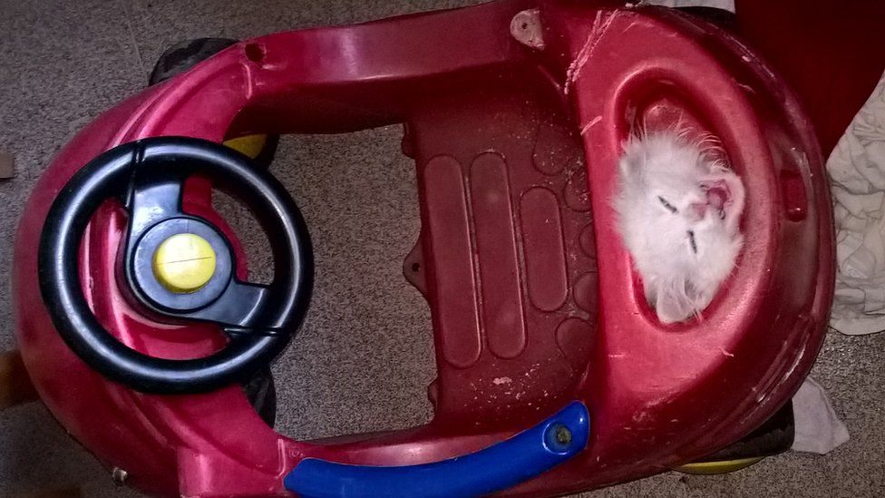 Kitten gets head stuck in toy car BBC News