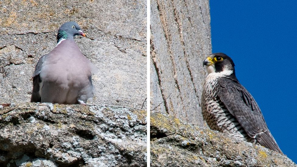 Pigeon and peregrine falcon on tower at Ely Cathedral