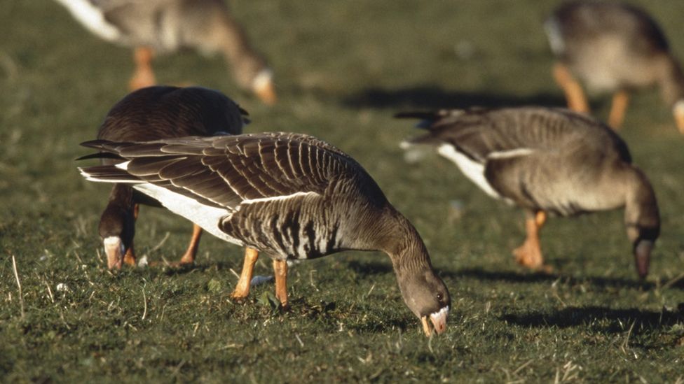 White-fronted goose Anser albifrons, feeding flock, Islay