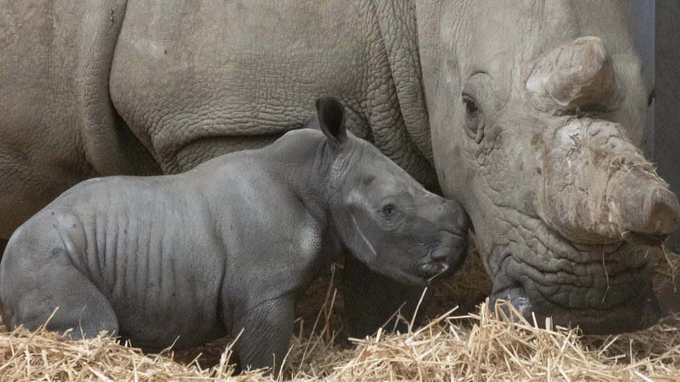 Baby rhino calf with its mother Meru