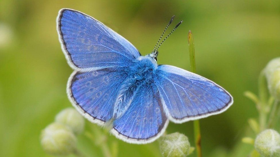 The Common Blue butterfly