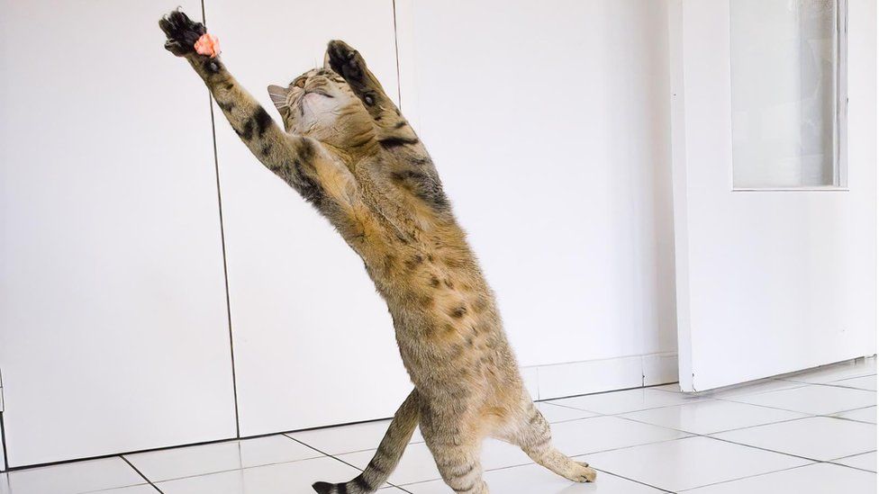 Image shows cat stretching