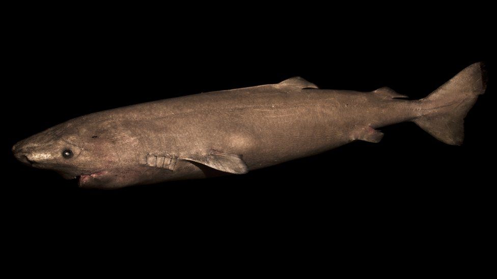 400-year-old Greenland shark 'longest-living vertebrate' - BBC News