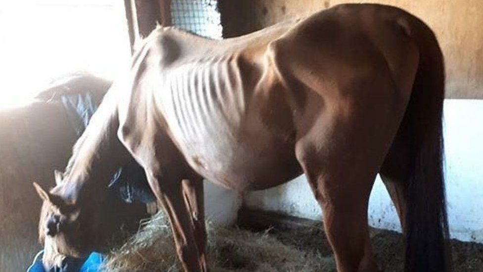 People living nearby say they found 17 horses badly malnourished with some eating their own faeces.