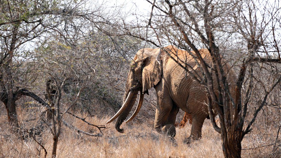 An elephant walks amid dry brush as it searches for food at the Tsavo West National Park in southern Kenya on August 21, 2009.