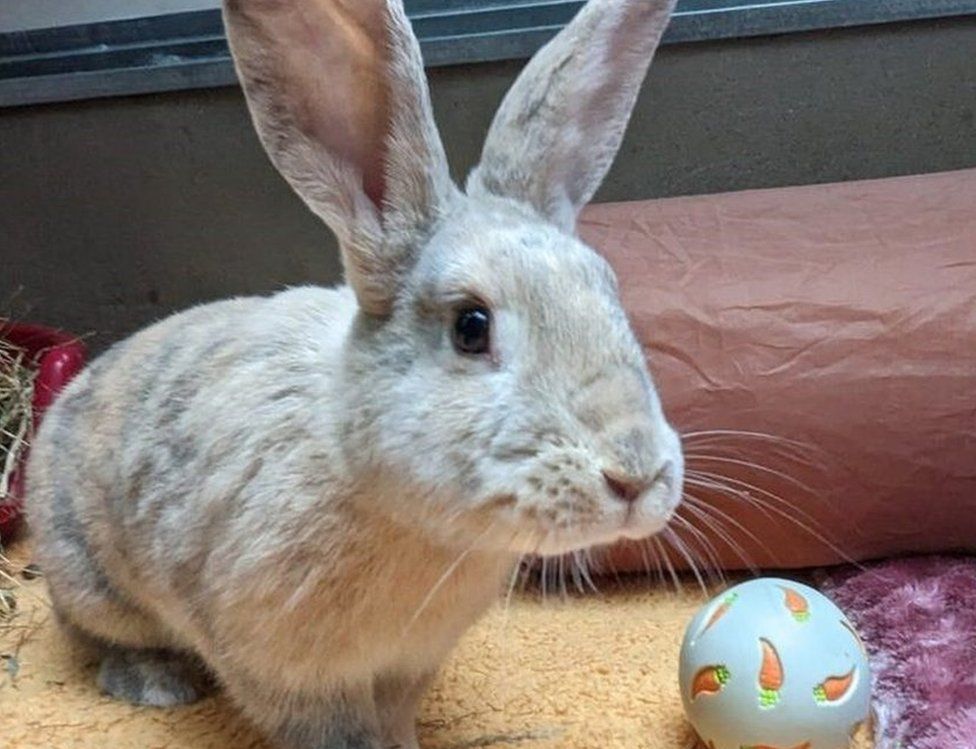 A grey rabbit with a ball toy