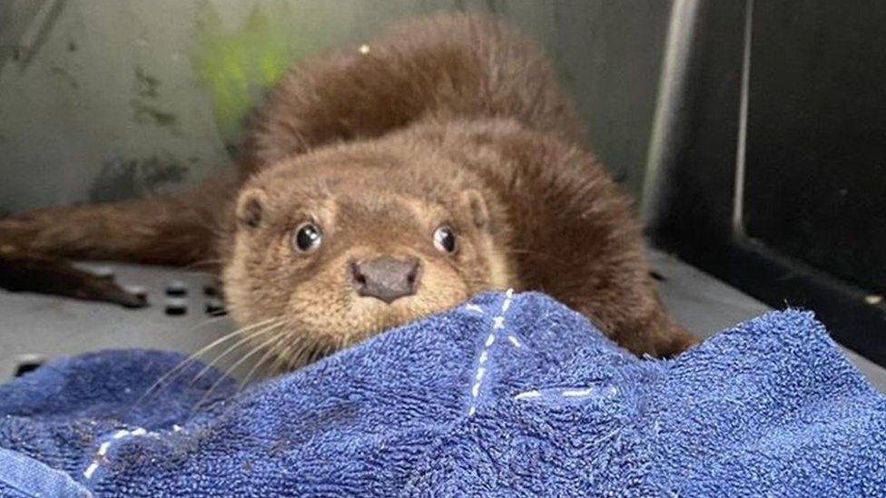 Otter